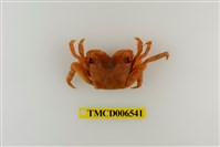 藏品(方形大額蟹)的圖片